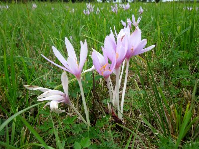 20120918Herbstzeitlose_Hockenheim7