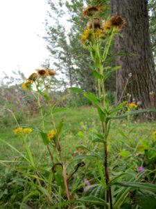20120923Rheinauenwald_Altlussheim12