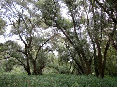 20120923Rheinauenwald_Altlussheim01