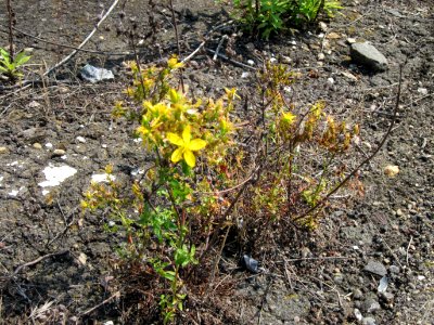 20120727Hypericum_perforatum1