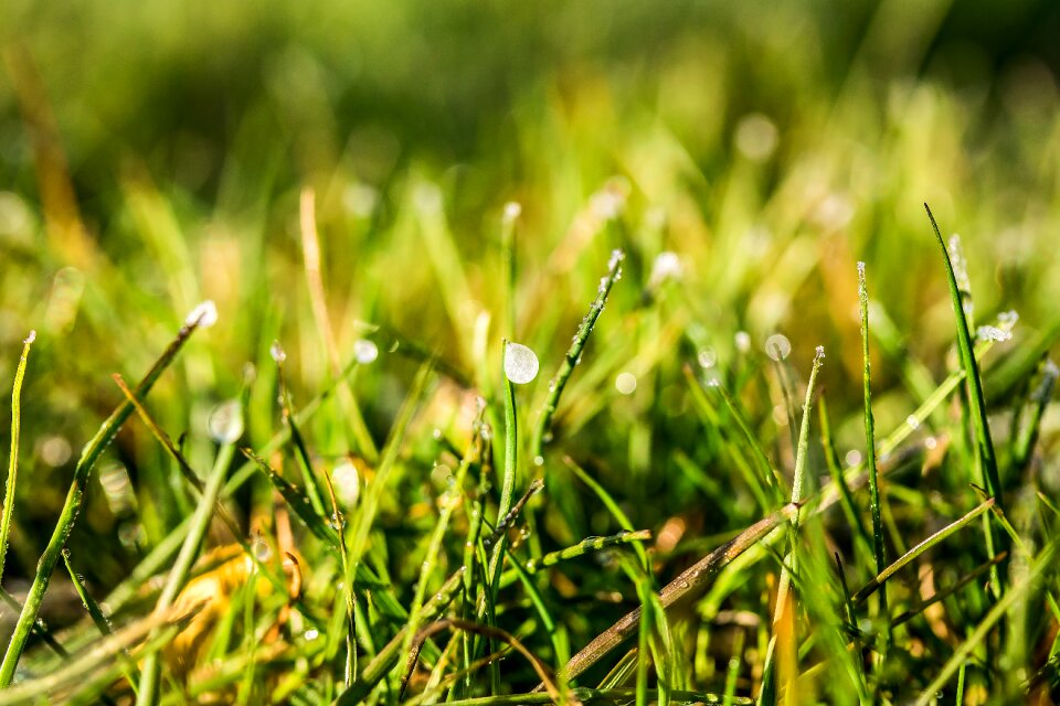 Dewdrop wet blades of grass photo