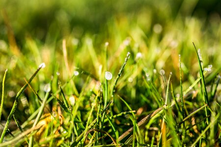 Dewdrop wet blades of grass