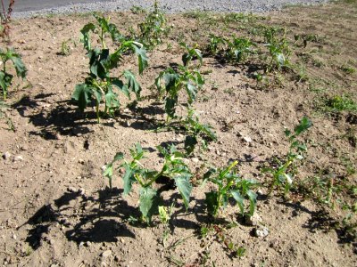 20120908Datura_stramonium2