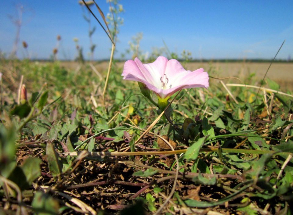 20120909Convolvulus_arvensis2