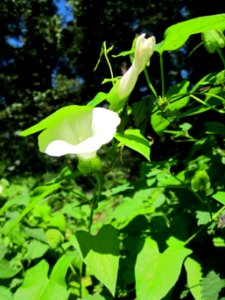 20120908Calystegia_sepium3
