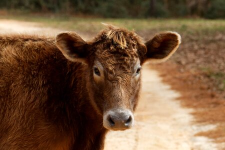 Brown head beef photo