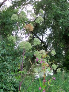 20120909Angelica_sylvestris
