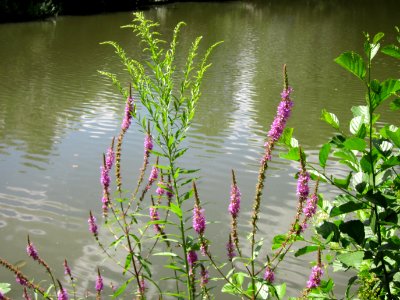 20120722Lythrum_salicaria2