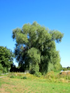 20120908Silberweide_Hockenheim1