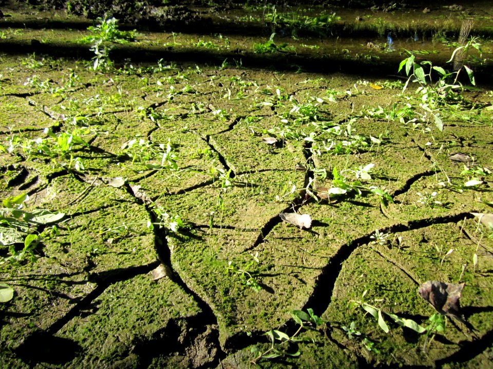20120908Rheinauen_Altlussheim09
