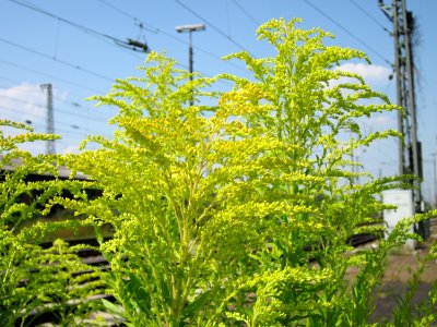 20120727Solidago_canadensis1 photo