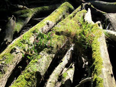 20120908Rheinauen_Altlussheim13