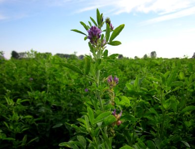 20120921Medicago_-_Feld2