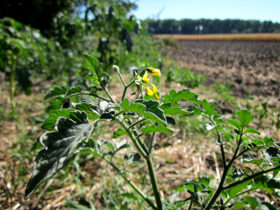 20120908Solanum_lycopersicum1