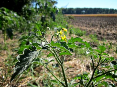 20120908Solanum_lycopersicum1