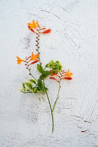 Garden montbretia long stems blossom