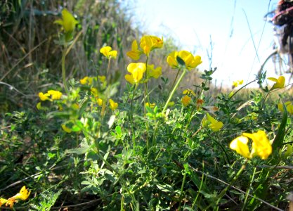 20120908Lotus_corniculatus2