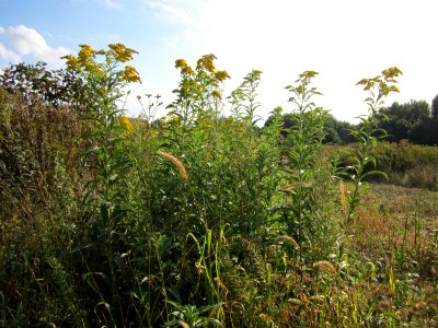 20120922Solidago_canadensis1