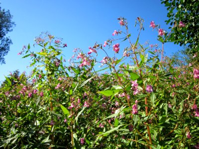 20120907Impatiens_glandulifera