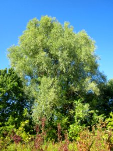 20120907Silberweide_Horststuecker