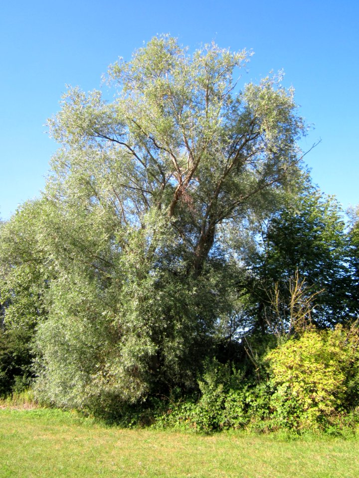 20120907Silberweide_Silz1