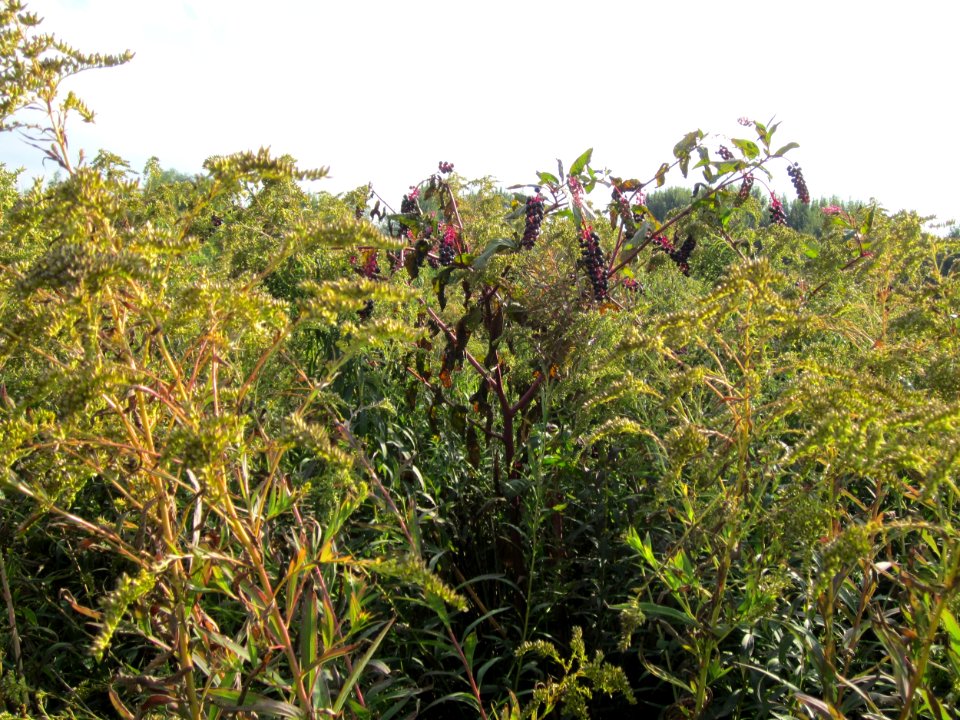 20120922Phytolacca_americana4