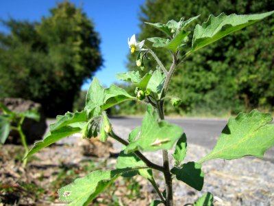 20120908Solanum_nigrum