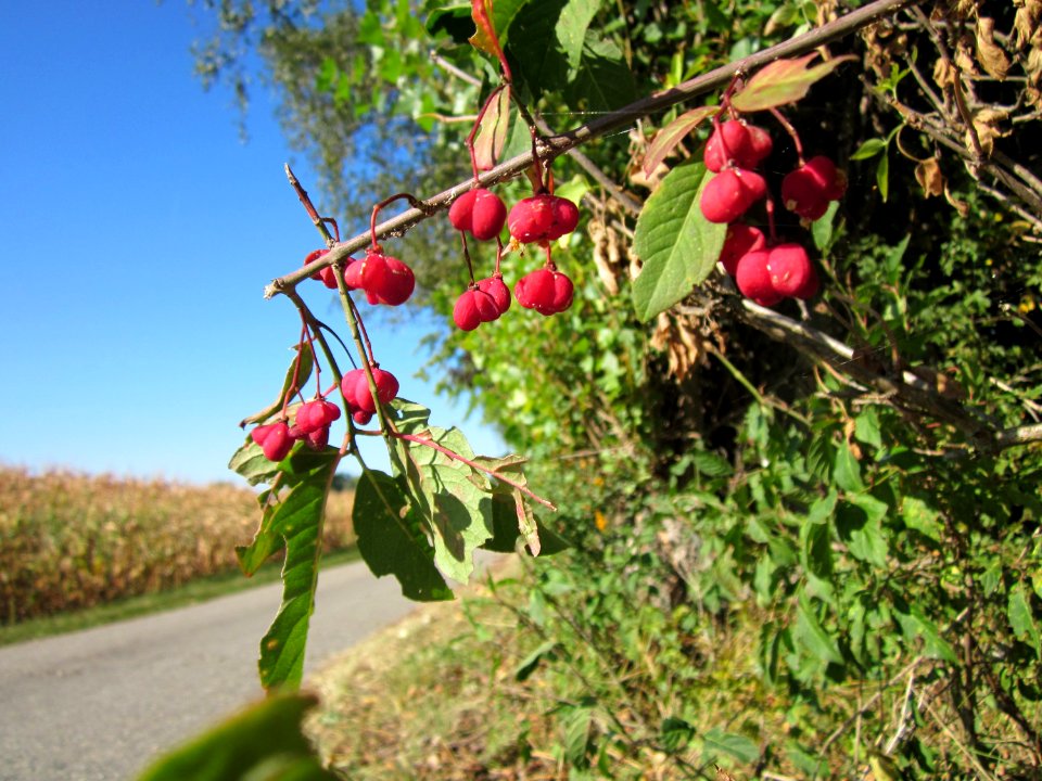 20120907Pfaffenhuetchen_Altlussheim2