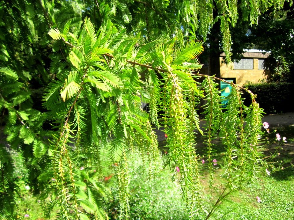 20120919Urweltmammutbaum_Hockenheim08