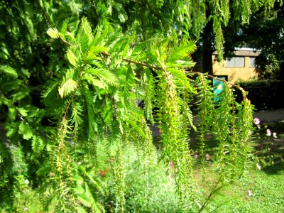 20120919Urweltmammutbaum_Hockenheim08
