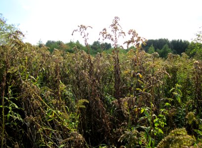 20120922Solidago_canadensis2