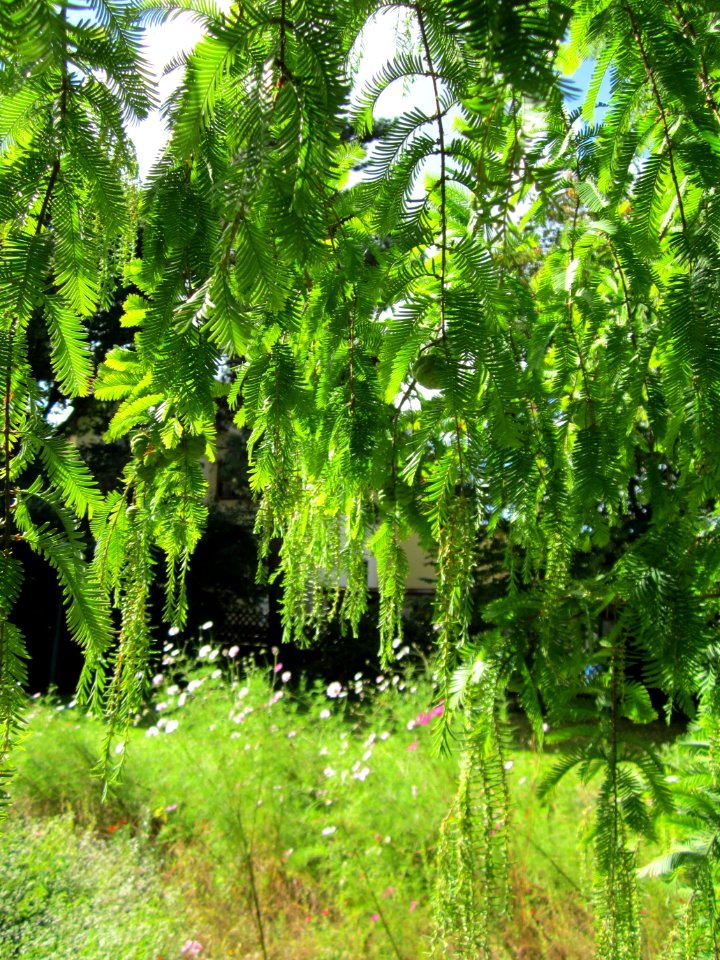 20120919Urweltmammutbaum_Hockenheim10