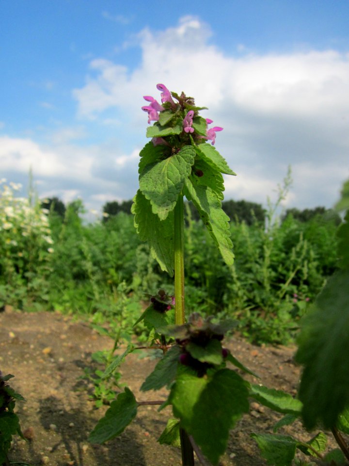 20120922Lamium_purpureum2