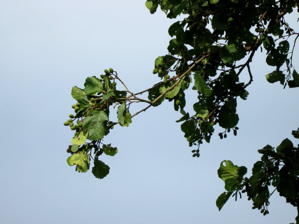 20120921Schwarzerle_Hockenheim3