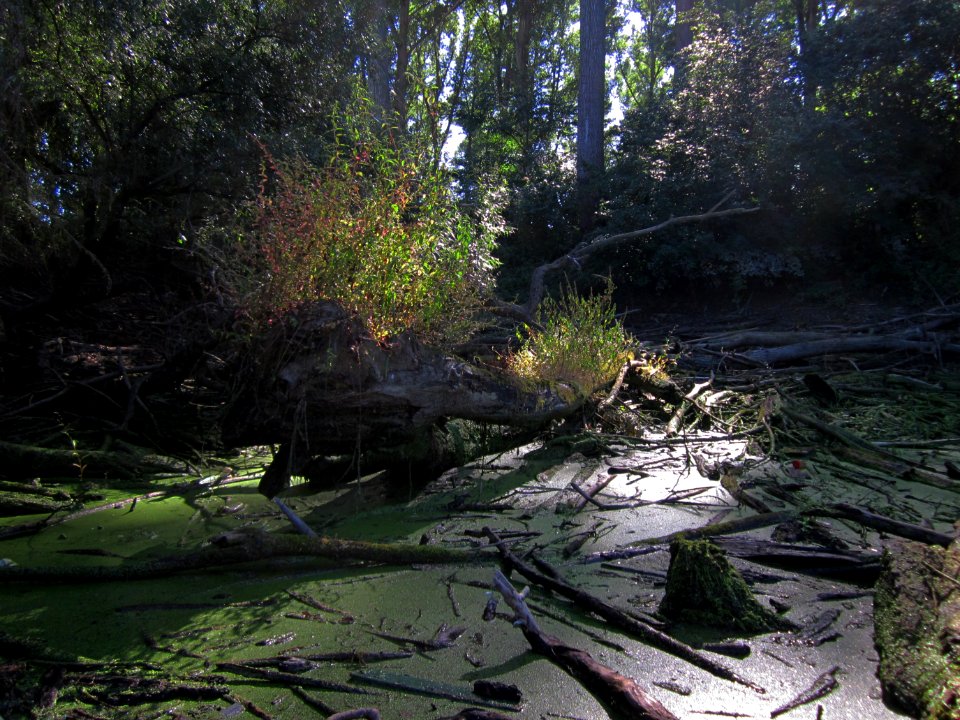 20120908Rheinauen_Altlussheim02