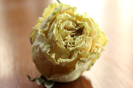 Dry flower yellow rose blur