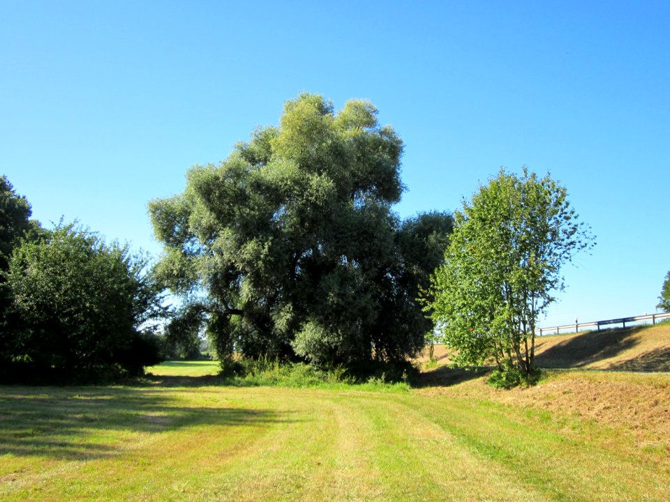 20120908Salix_alba