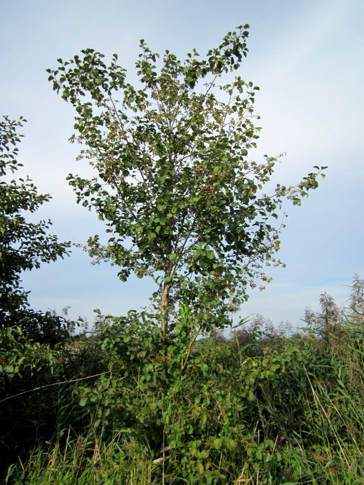 20120921Schwarzerle_Hockenheim2