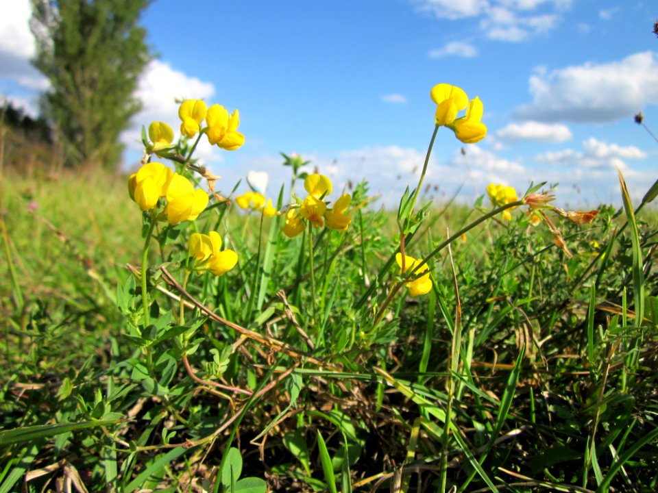 20120919Lotus_corniculatus2