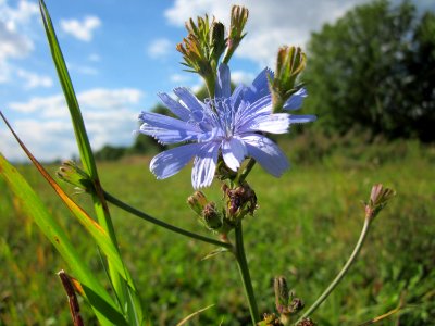 20120919Wegwarte_Hockenheim1