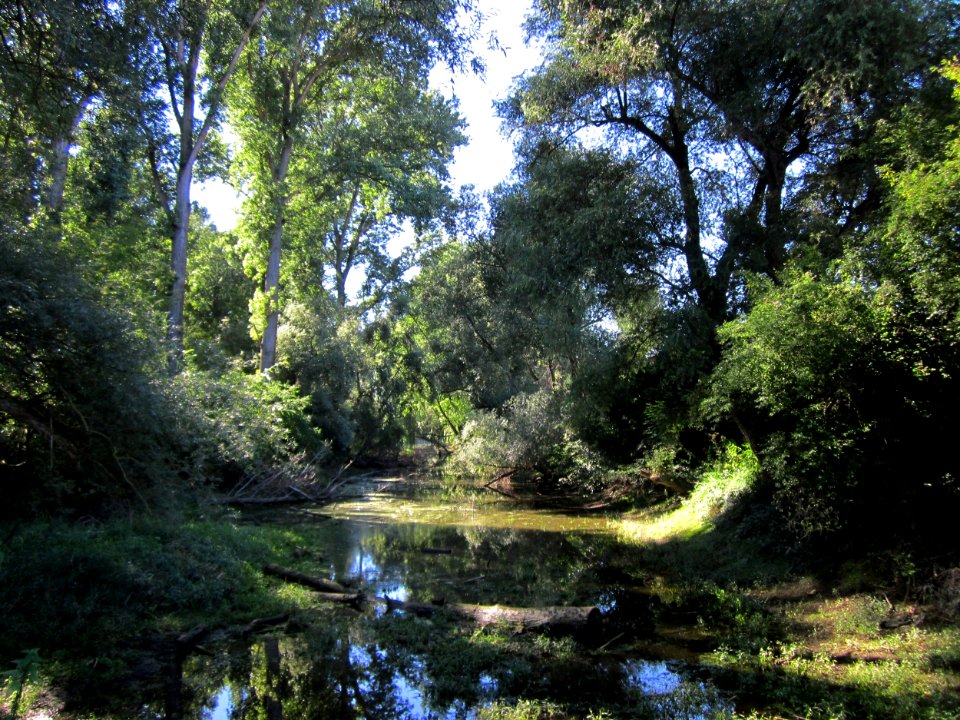 20120908Rheinauen_Altlussheim01