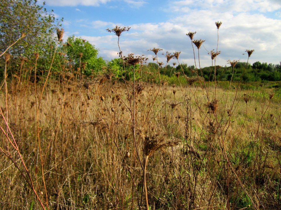 20120922Daucus_carota1