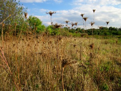 20120922Daucus_carota1 photo