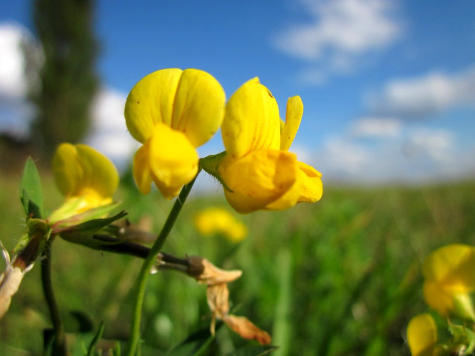 20120919Lotus_corniculatus3