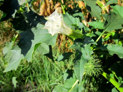 20120919Datura_stramonium2