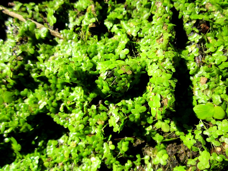 20120908Lemna_minor3
