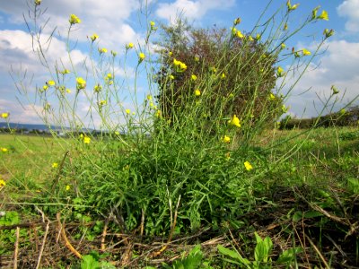 20120922Diplotaxis_tenuifolia2