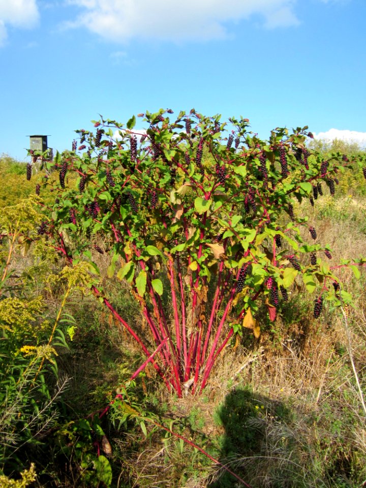 20120922Phytolacca_americana2