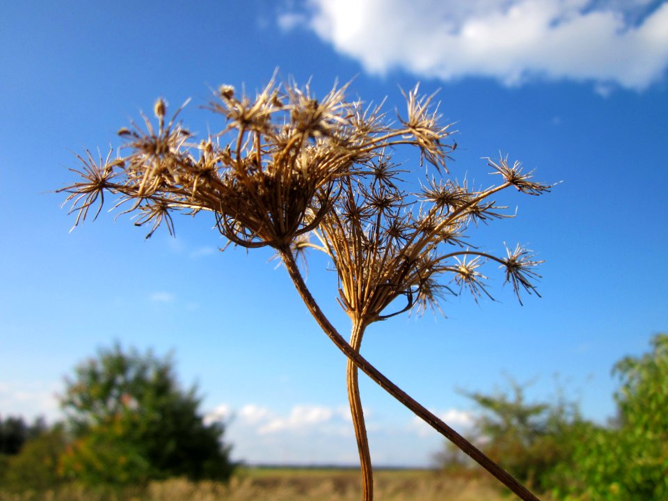 20120922Daucus_carota6
