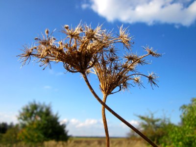 20120922Daucus_carota6 photo